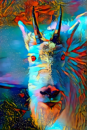 Curious Mountain Goat