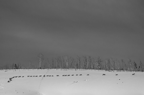 Elk herd021