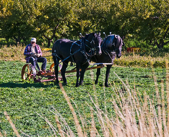 Mr Clark swathing hay w Percherons copy