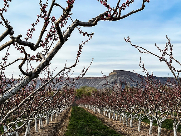 Mt Garfield bloom copy
