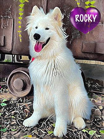 ROCKY1 copy