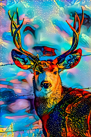 Mule Deer Buck