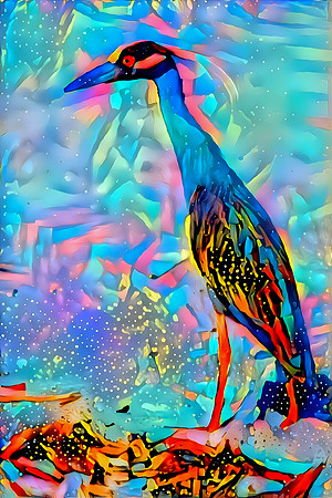 Night Heron