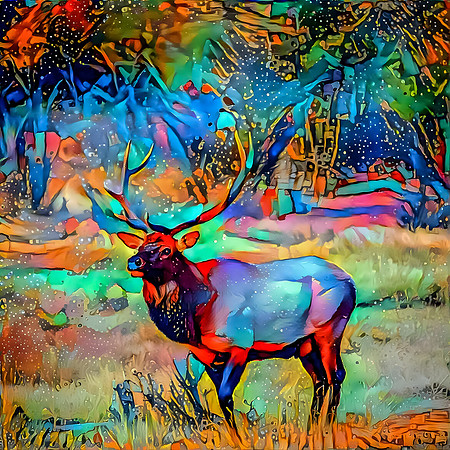 Resting Elk