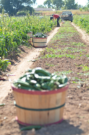 produce:fruitloupe:farms-532