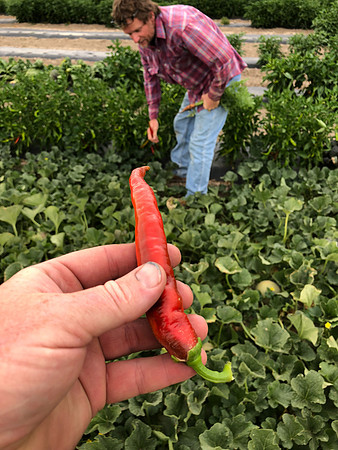 produce:fruitloupe:farms-446