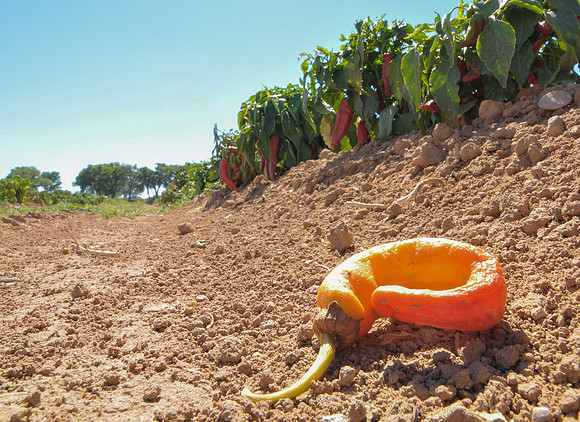 produce:fruitloupe:farms-527