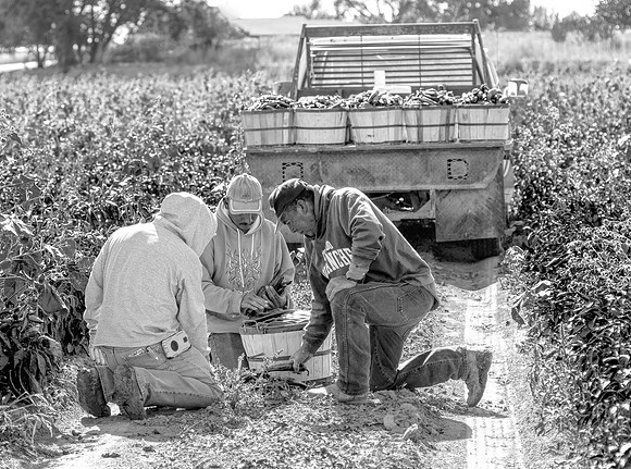 produce:fruitloupe:farms-531
