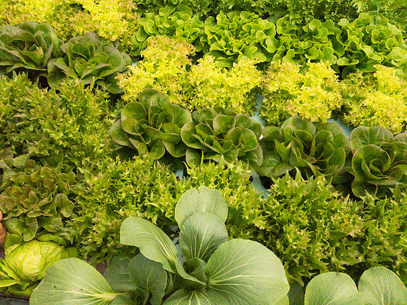 produce:fruitloupe:farms-492