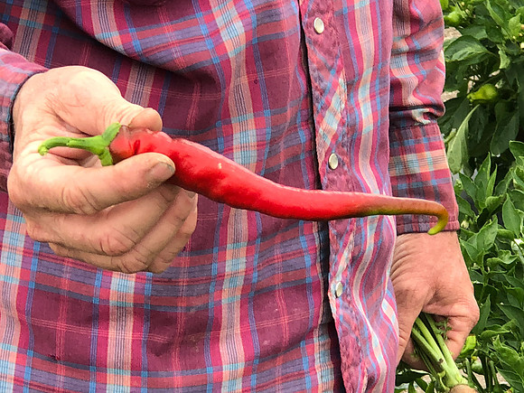 produce:fruitloupe:farms-445