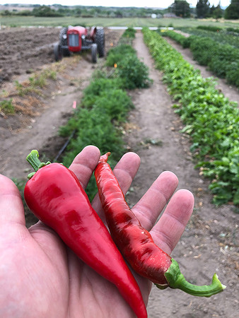 produce:fruitloupe:farms-444