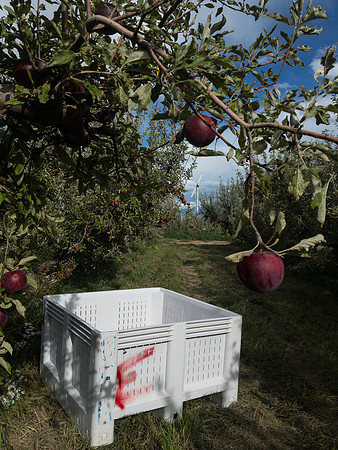 produce:fruitloupe:farms-478