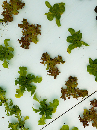 produce:fruitloupe:farms-493