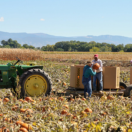 produce:fruitloupe:farms-518
