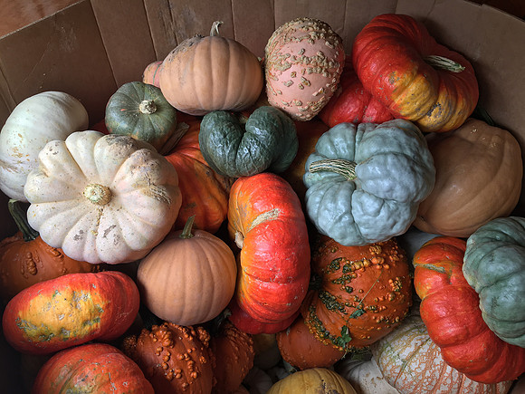 produce:fruitloupe:farms-520