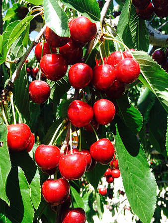 produce:fruitloupe:farms-681