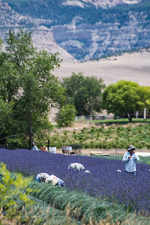 produce:fruitloupe:farms-497