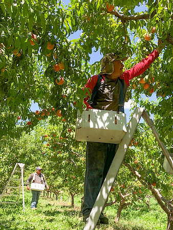 produce:fruitloupe:farms-440