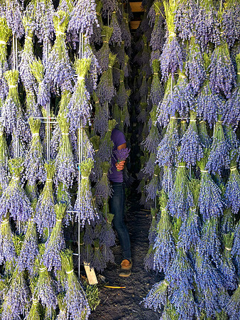 produce:fruitloupe:farms-468