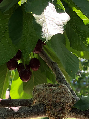 produce:fruitloupe:farms-469