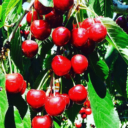 produce:fruitloupe:farms-680