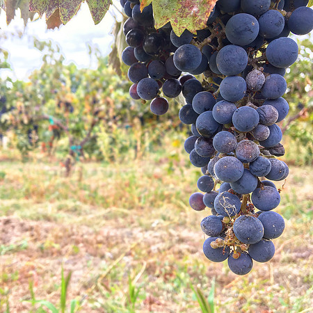 produce:fruitloupe:farms-523