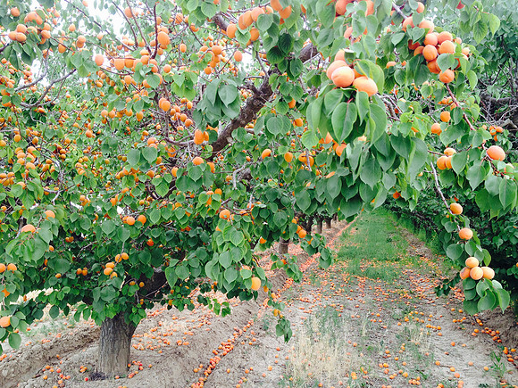 produce:fruitloupe:farms-669