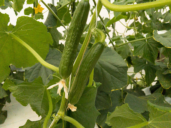 produce:fruitloupe:farms-494