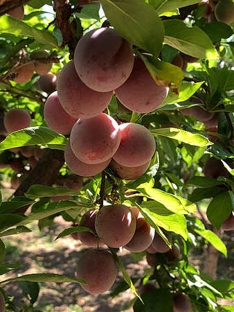 produce:fruitloupe:farms-457