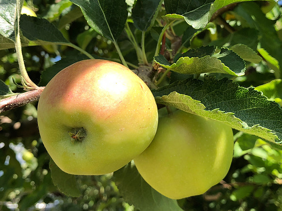 produce:fruitloupe:farms-456