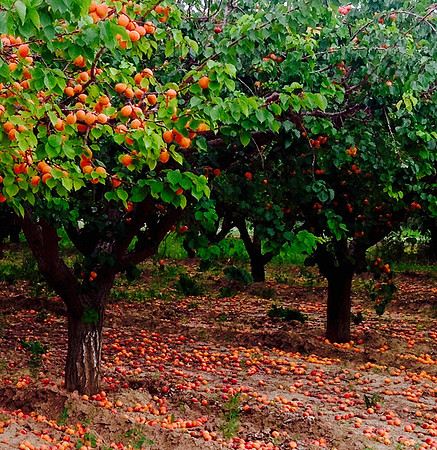 produce:fruitloupe:farms-668