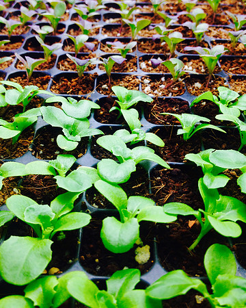 produce:fruitloupe:farms-654