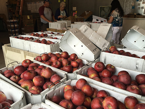 produce:fruitloupe:farms-522