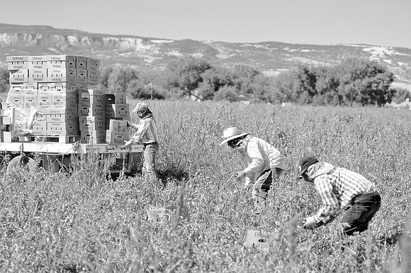 produce:fruitloupe:farms-545