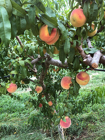produce:fruitloupe:farms-425