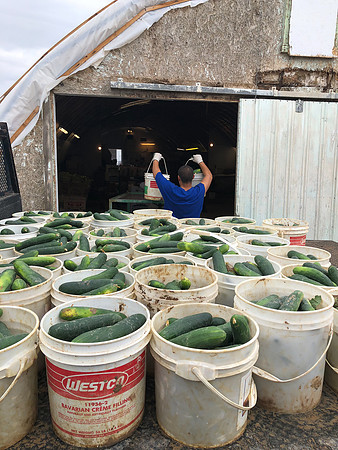 produce:fruitloupe:farms-431