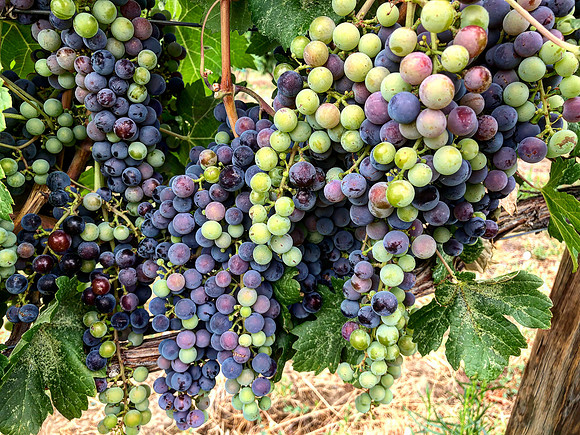 produce:fruitloupe:farms-430