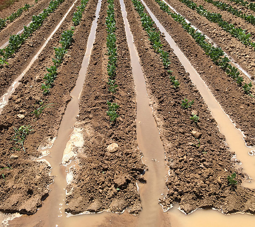 produce:fruitloupe:farms-618