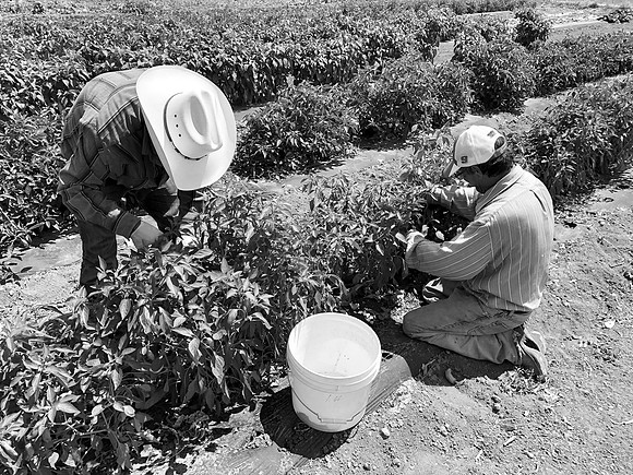 produce:fruitloupe:farms-427