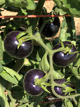 produce:fruitloupe:farms-437