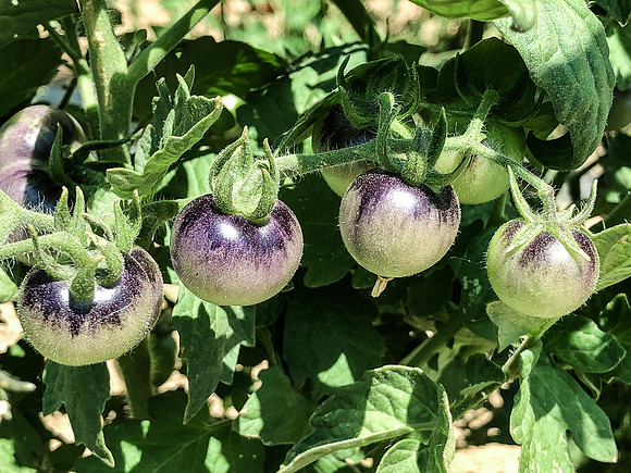 produce:fruitloupe:farms-436