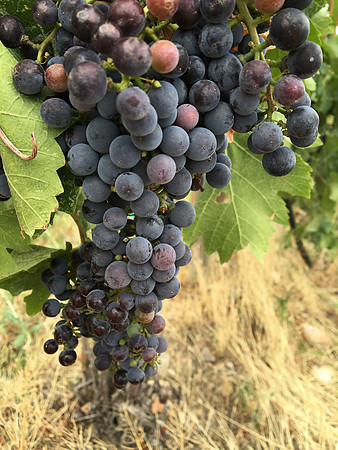 produce:fruitloupe:farms-568
