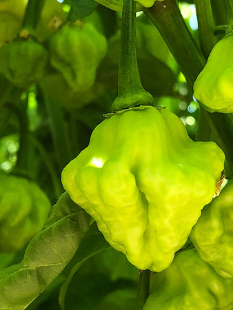produce:fruitloupe:farms-434