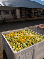 produce:fruitloupe:farms-408