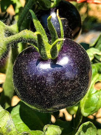 produce:fruitloupe:farms-435