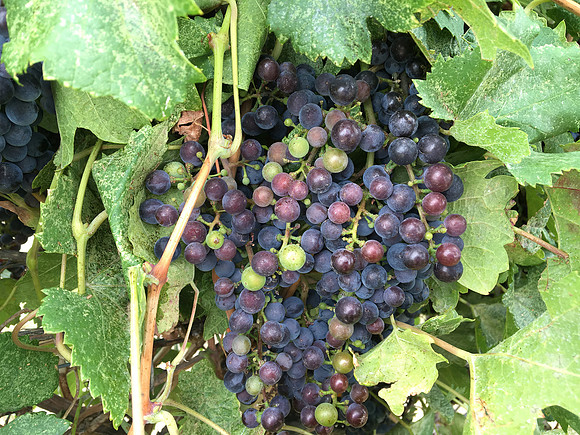 produce:fruitloupe:farms-569