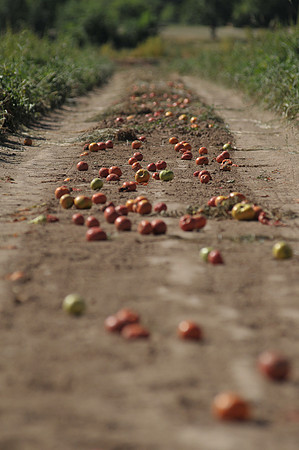 produce:fruitloupe:farms-555
