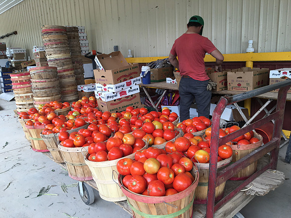 produce:fruitloupe:farms-613