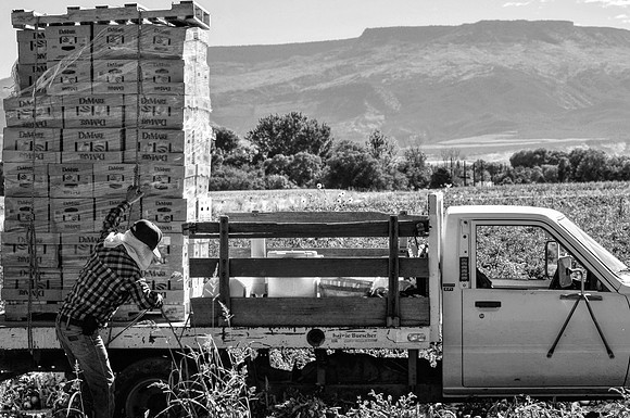 produce:fruitloupe:farms-559