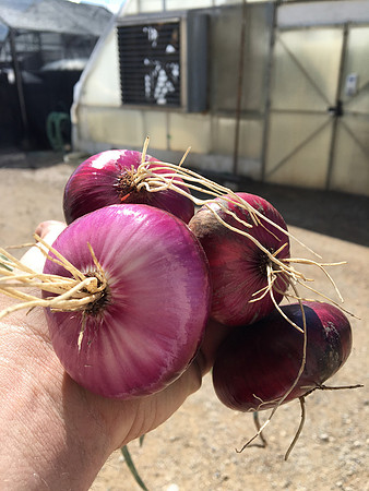 produce:fruitloupe:farms-567